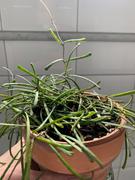 Pistils Nursery Hoya retusa - Grass-Leaved Hoya Review