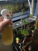 Pistils Nursery Glass Plant Mister Review
