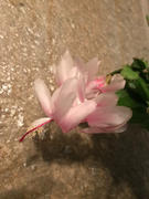 Pistils Nursery Schlumbergera sp - Christmas Cactus - No Blooms Review