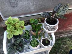 Pistils Nursery Calathea ornata - Pinstripe Plant Review