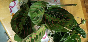 Pistils Nursery Maranta leuconeura - Herringbone Plant Review