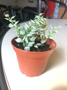 Pistils Nursery Dischidia ruscifolia variegata - Variegated Million Hearts Review