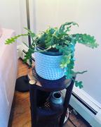 Pistils Nursery Epiphyllum anguliger - Fishbone Cactus Review