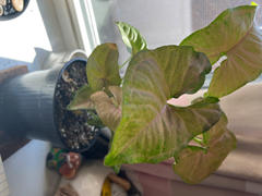 Pistils Nursery Syngonium podophyllum 'Strawberry Cream' Review