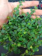 Pistils Nursery Ficus pumila 'Quercifolia' - Miniature Oakleaf Fig Review