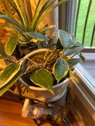 Pistils Nursery Hoya macrophylla 'Variegata' Review