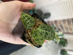 Pistils Nursery Macodes petola - Green Jewel Orchid Review