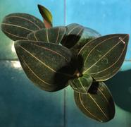 Pistils Nursery Ludochilus 'Sea Turtle' - Hybrid Jewel Orchid Review