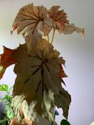 Pistils Nursery Begonia 'Looking Glass' Review