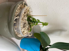 Pistils Nursery Vanilla planifolia - Vanilla Orchid Review