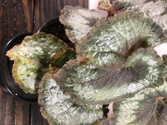 Pistils Nursery Begonia 'Escargot' Review