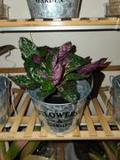 Pistils Nursery Hemigraphis alternata 'Exotica' - Purple Waffle Plant Review