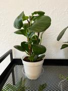 Pistils Nursery Peperomia obtusifolia - Baby Rubber Tree Review