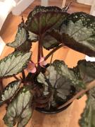Pistils Nursery Begonia 'Festive Sterling' - Sterling Silver Rex Begonia Review