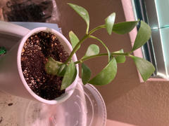 Pistils Nursery Hydnophytum sp. - Ant Plant Review