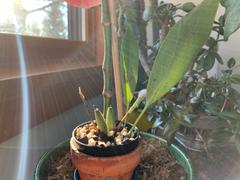 Pistils Nursery Dendrochilum propinquum - Chain Orchid Review