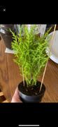 Pistils Nursery Cupressus macrocarpa - Lemon Cypress Review