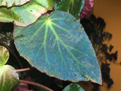 Pistils Nursery Begonia pavonina - Peacock Begonia Review