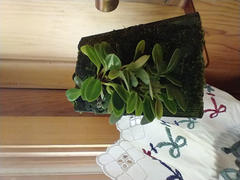 Pistils Nursery Stelis hirtzii - Ecuadorian Mistletoe Orchid Review