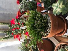 Pistils Nursery Hatiora salicornioides - Dancing Bones Cactus Review