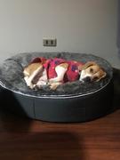 Ambient Lounge Chile Cama Mediana de Lujo para Perro (Pink Ltd. Edition) Review