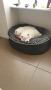 Ambient Lounge Chile Cama Mediana de Lujo para Perro (Pink Ltd. Edition) Review