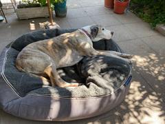 Ambient Lounge Chile Cama Extra Grande de Lujo para Perro (Cappuccino) Review