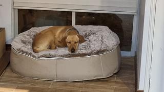 Ambient Lounge Chile Cama Grande de Lujo para Perro (Original) Review