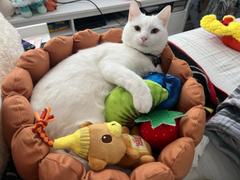 Meowingtons  Fruit Tart Cat Bed Review