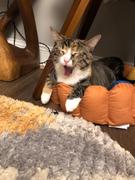 Meowingtons  Fruit Tart Cat Bed Review