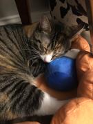 Meowingtons  Fruit Tart Cat Bed Review