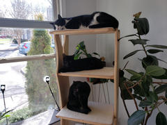 Meowingtons  Mega Perch Cat Tree Review