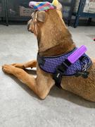 Vanillapup Zee.Dog Fly Harness | Wicked Review