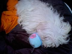 Vanillapup FuzzYard Reversible Pet Bed | Sacaton Review