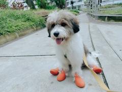 Vanillapup Wagwear WagWellies™ Dog Boots | Orange Review