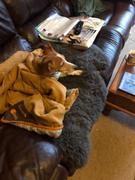 petslovescruffs Thermal Blanket - Brown Review