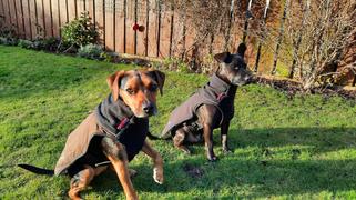 petslovescruffs Thermal Self-Heating Dog Coat - Cajun Grey Review