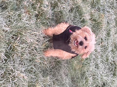 petslovescruffs Thermal Self-Heating Dog Coat - Cajun Grey Review