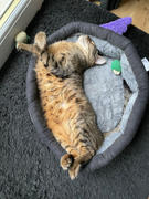 petslovescruffs AristoCat Ring Cat Bed - Black Review