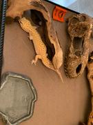 Geckopia Geckopia Premium Reptile Liner Review