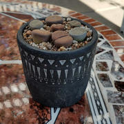 RusticReach Black Pottery Cement Planter Review