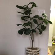 RusticReach Artificial Tree Fiddle Leaf Tree Review