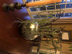 RusticReach Let Fall Plant Stem 29 Tall Review