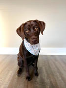 Lucy & Co. The At First Frost Bandana Review