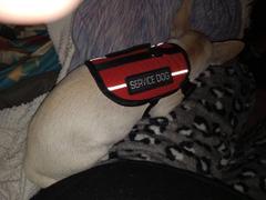 USA Service Animal Registration Service Dog Basic Registration Package Review