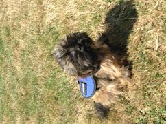USA Service Animal Registration Service Dog Basic Registration Package Review