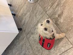 USA Service Animal Registration Emotional Support Animal Basic Registration Package Review