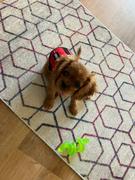 USA Service Animal Registration Emotional Support Animal Basic Registration Package Review