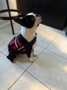 USA Service Animal Registration Service Dog Vest w/ Handle Deluxe Registration Package Review