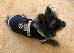Togpetwear Toronto Maple Leafs NHL V-Neck Dog Sweater Review